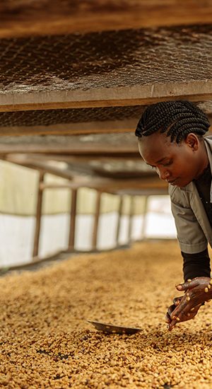 farmer-sorting-grain